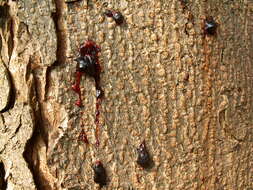 Image of European horse chestnut