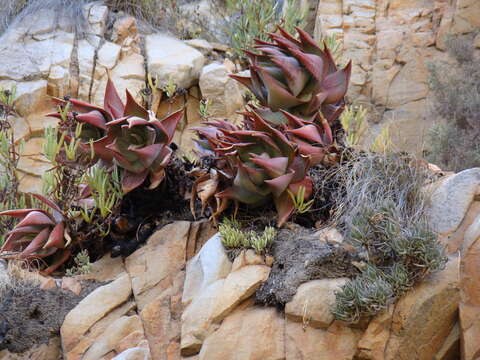 Слика од Aloe perfoliata L.