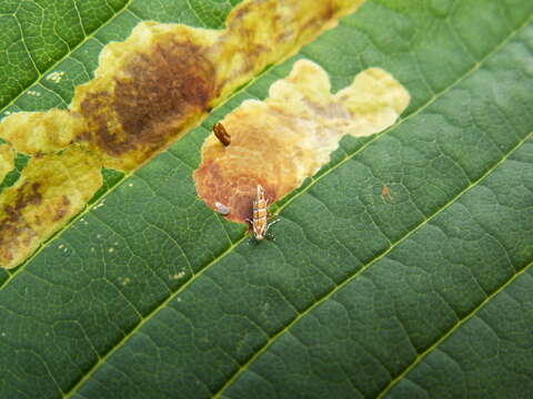 Image of horse-chestnut leaf miner