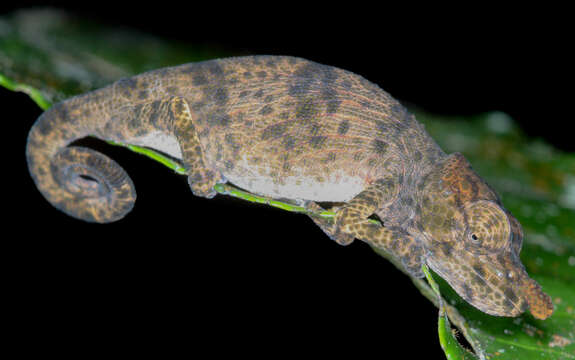 Image of Big-nosed chameleon