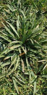 Image of Cryptocoryne spiralis (Retz.) Fisch. ex Wydler