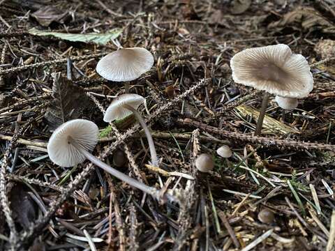 Image of Mycena tenax A. H. Sm. 1936