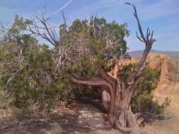 Imagem de Juniperus californica Carrière