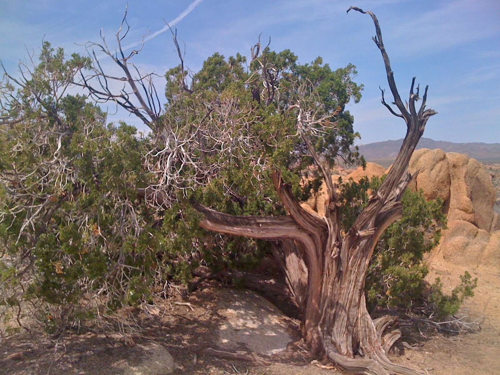 Imagem de Juniperus californica Carrière