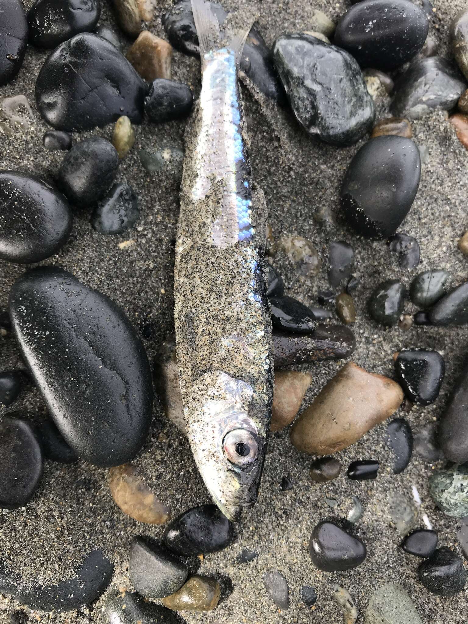 Image of Pacific herring