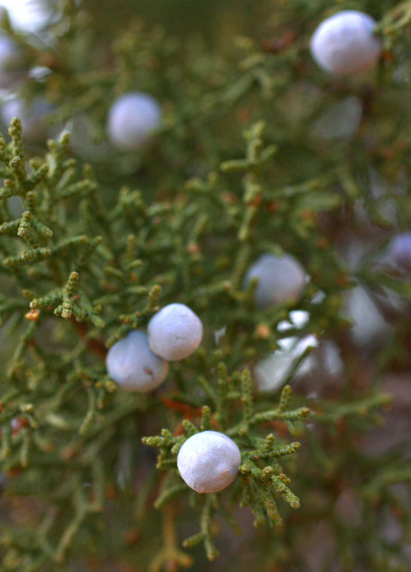 Image of Bigberry Juniper