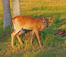 Image de Cerf des Keys