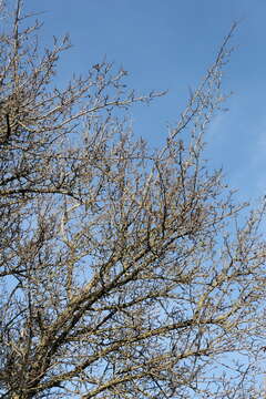 Image of <i>Crataegus <i>azarolus</i></i> var. azarolus