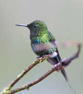 Image of Green Thorntail