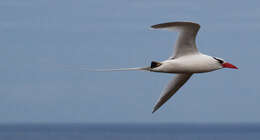 Image of Red-billed Tropicbird