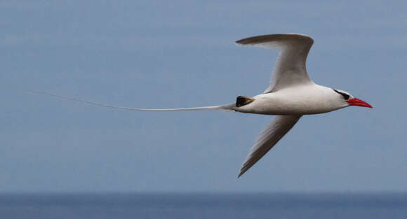 Image of Red-billed Tropicbird