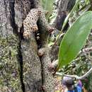 Image de Lecanopteris sinuosa (Wall. ex Hook.) Copel.