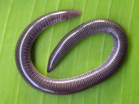 Image of Kannan Caecilian