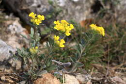 Sivun Alyssum calycocarpum Rupr. kuva