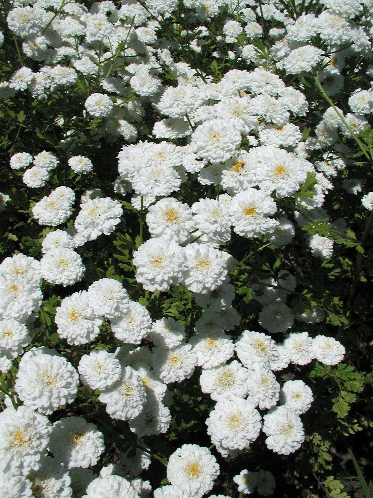 Image of feverfew