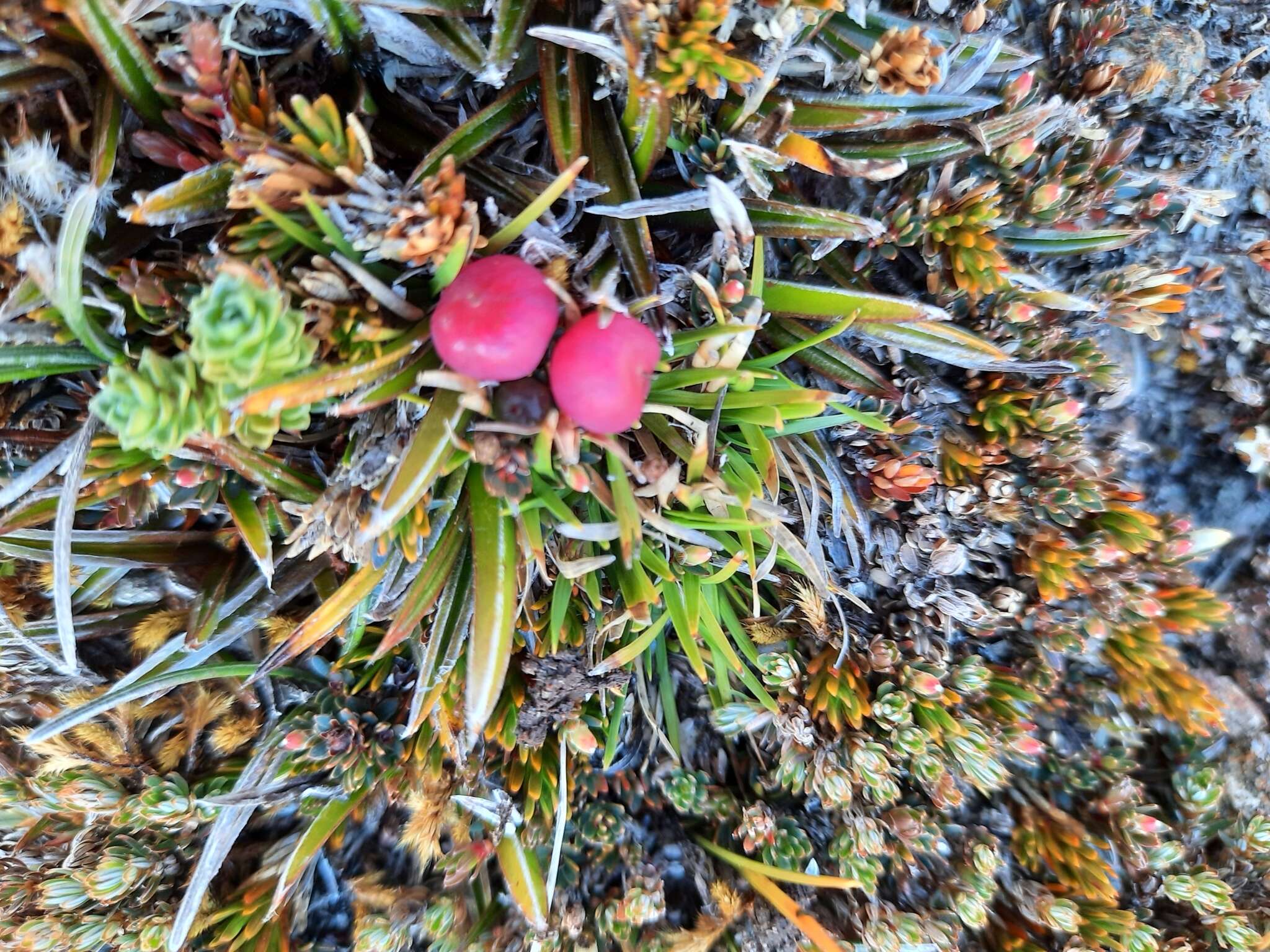 Astelia linearis var. novae-zelandiae Skottsb. resmi