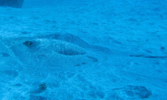 Image of Common Stingray