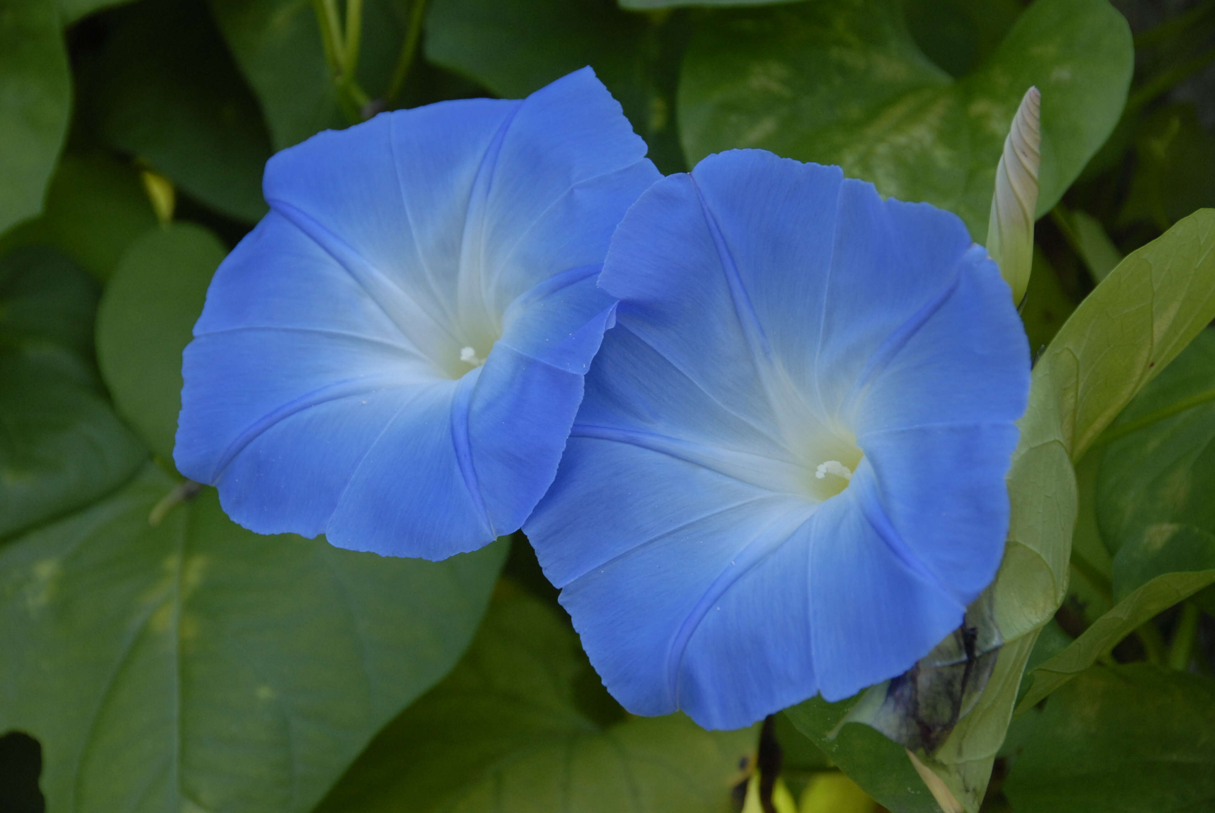 Image of Ololiuqui or Mexican Morning Glory