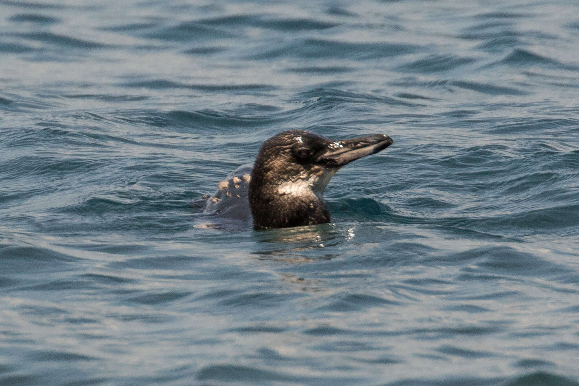 Imagem de Pinguim-das-galápagos