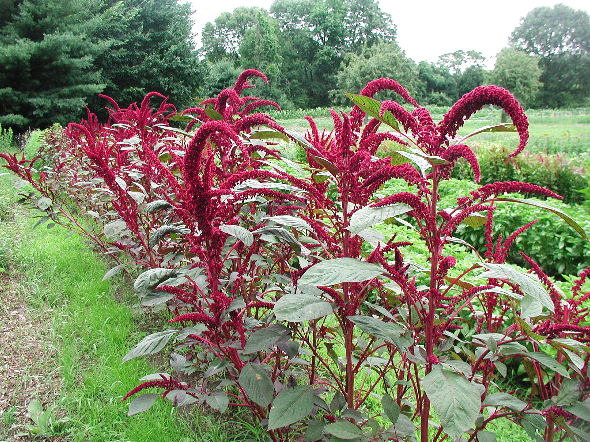 mexican-grain-amaranth-encyclopedia-of-life