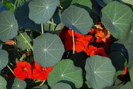 Image of Garden Nasturtium