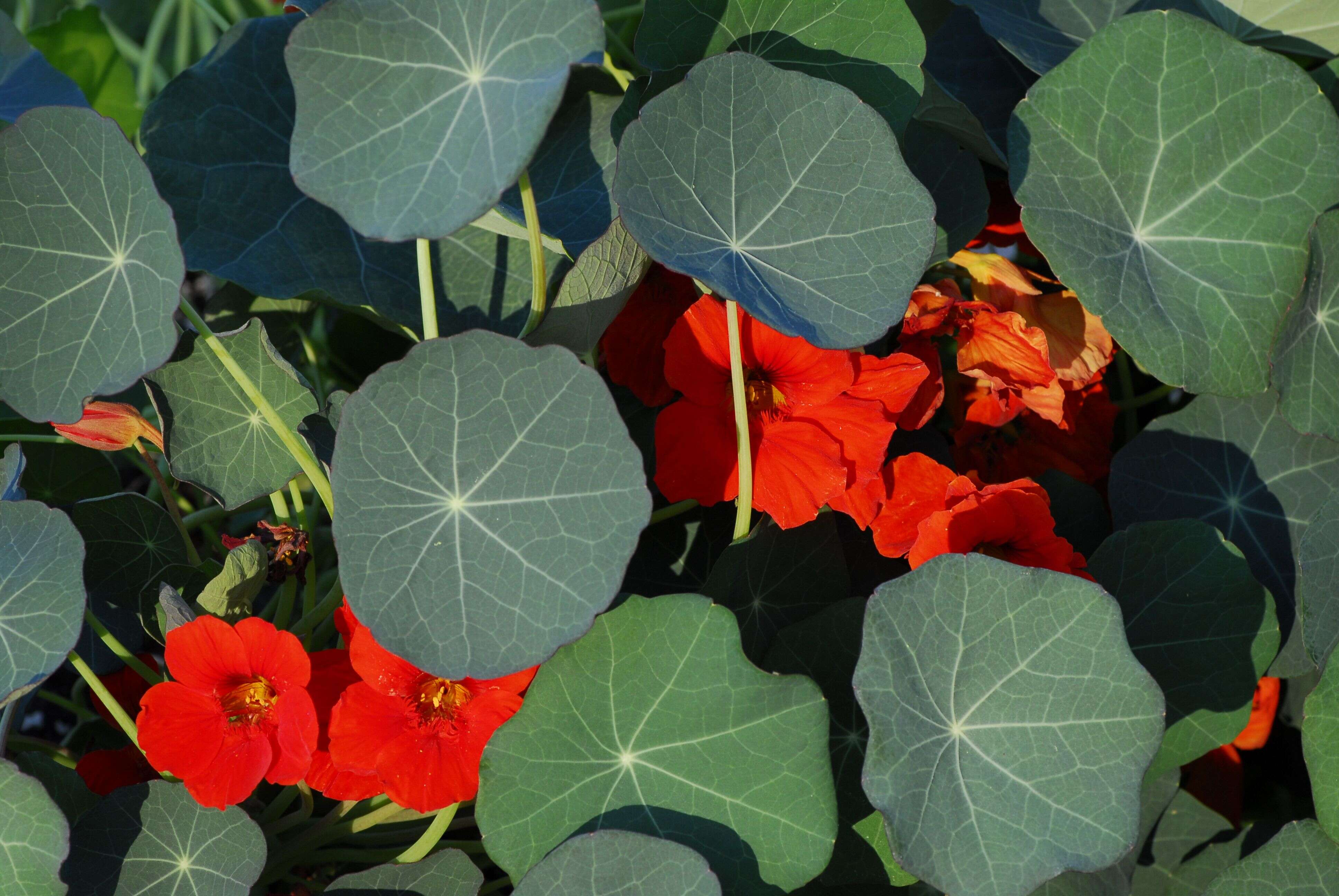 Image of Garden Nasturtium