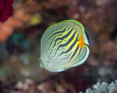 Image of Dot and dash Butterflyfish