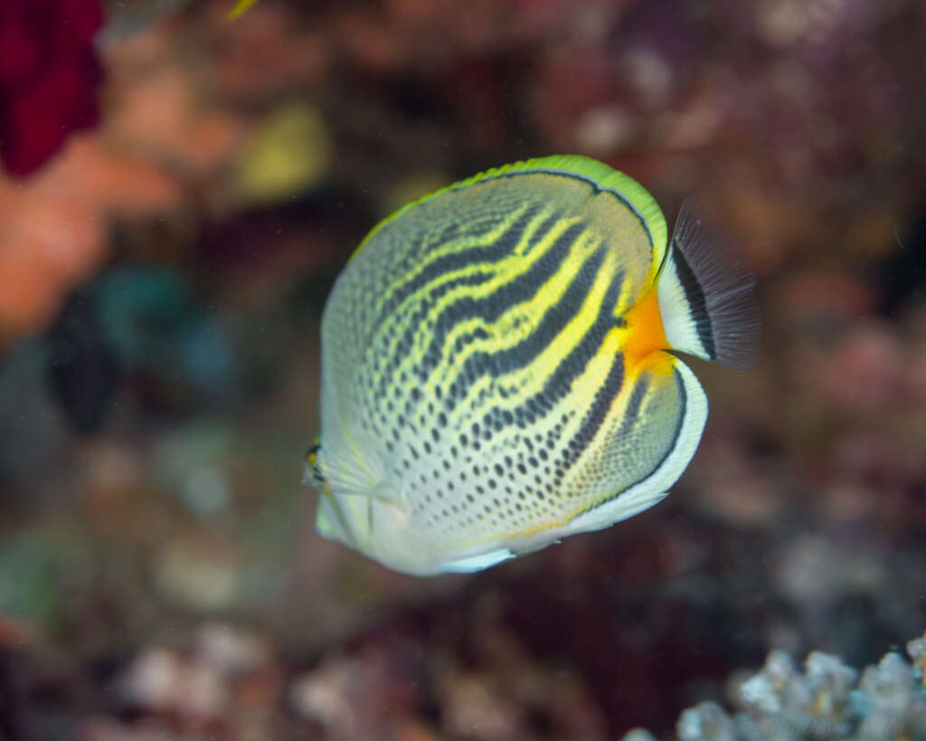 Image of Dot and dash Butterflyfish