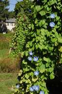 Image of Ololiuqui or Mexican Morning Glory