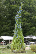 Image of Ololiuqui or Mexican Morning Glory