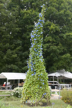 Image of Ololiuqui or Mexican Morning Glory