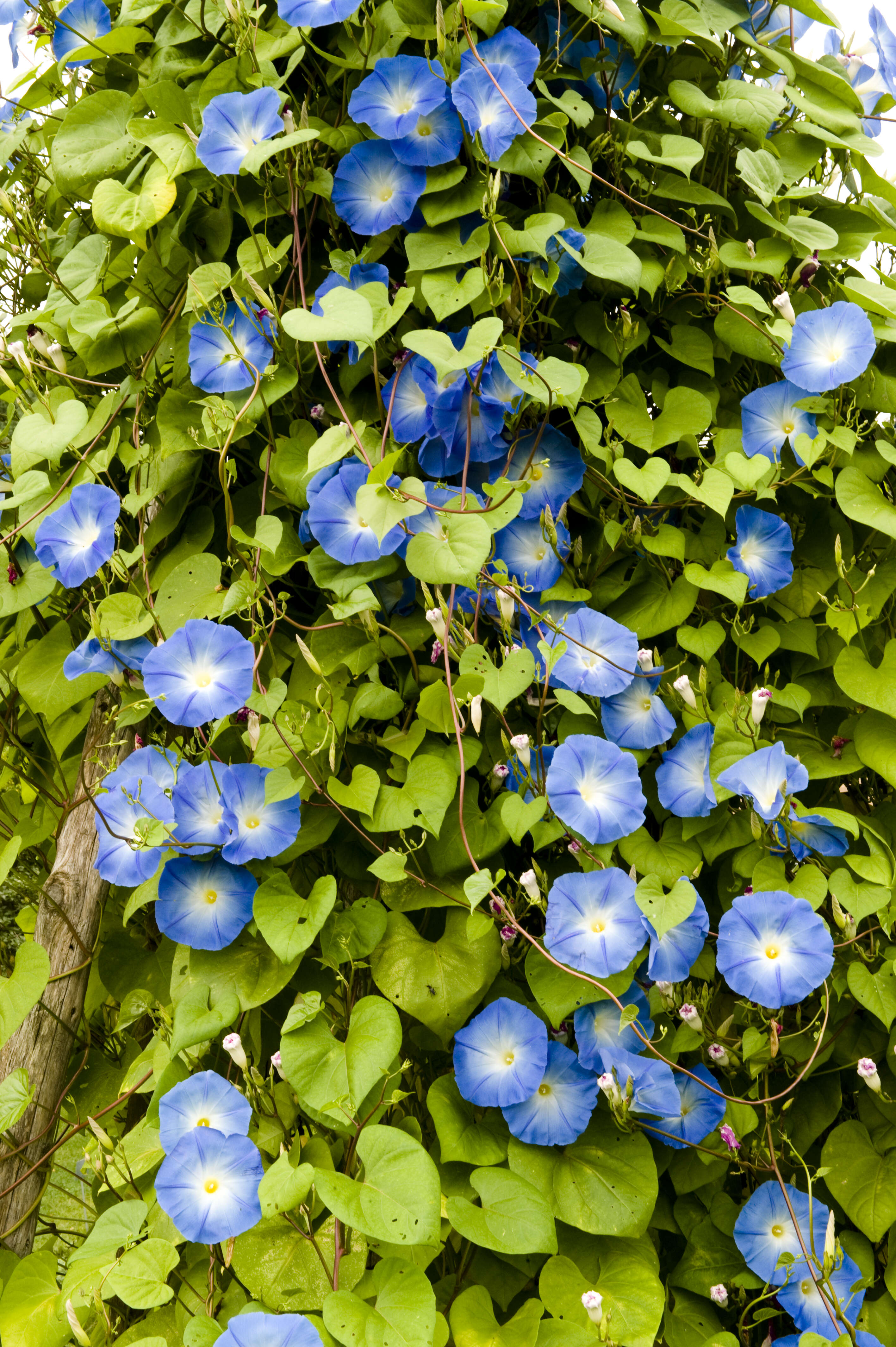 Image of Ololiuqui or Mexican Morning Glory