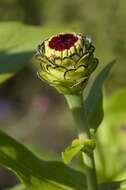 Imagem de Zinnia elegans Jacq.