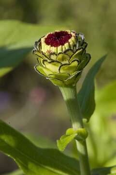 Image of ELEGANT ZINNIA