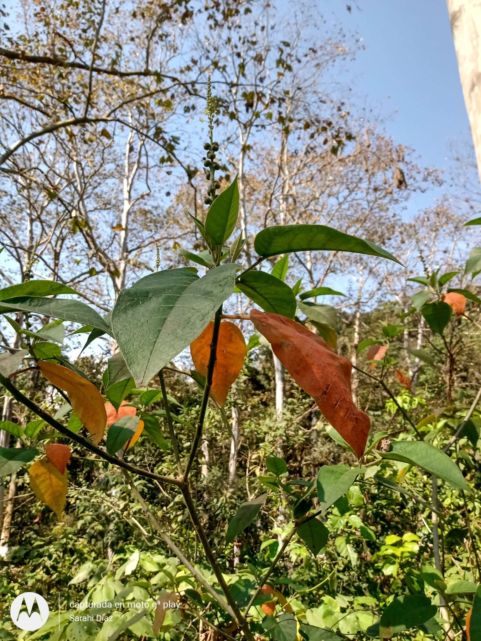 Image of Croton xalapensis Kunth