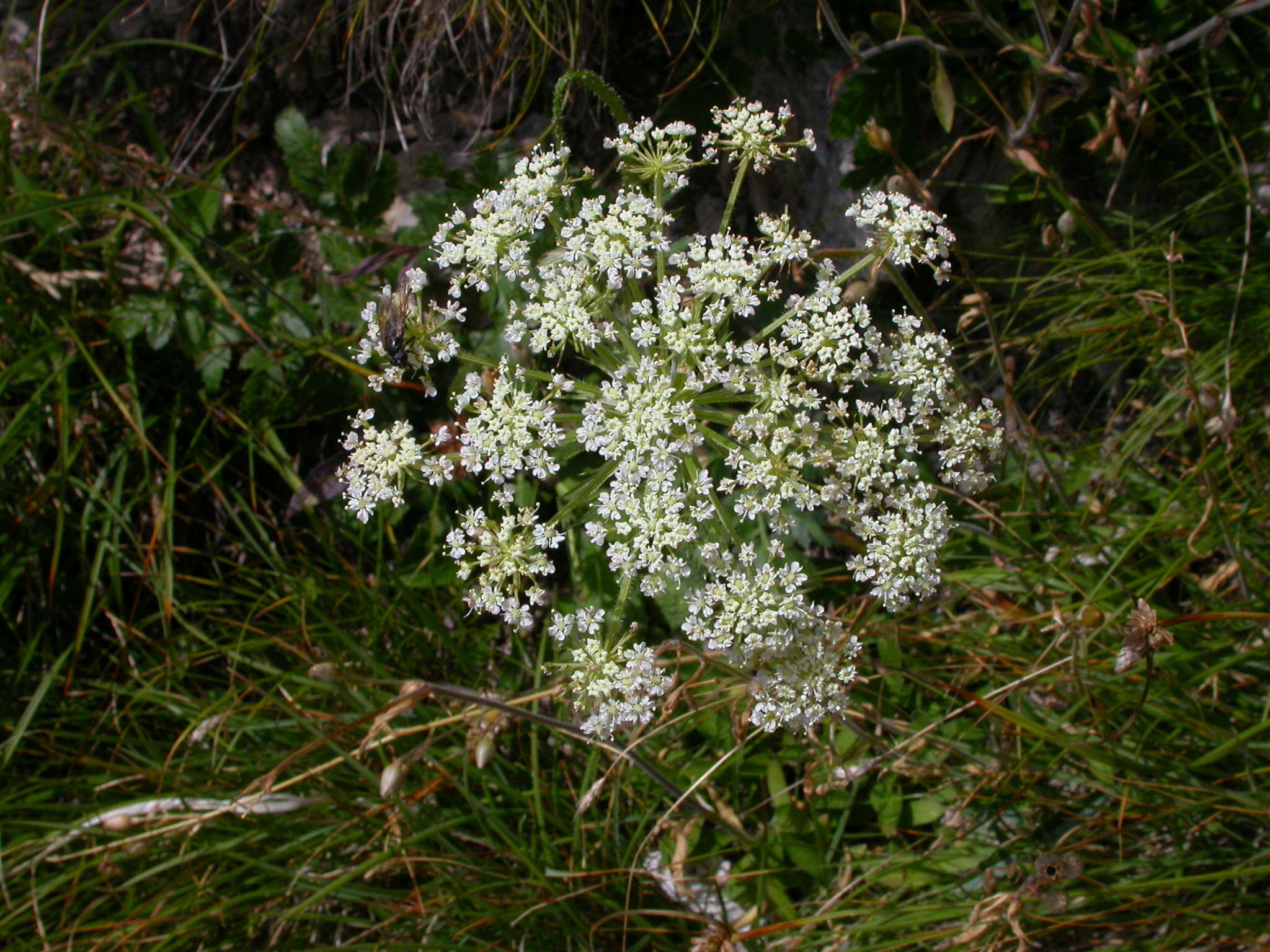 Слика од Laserpitium nitidum Zanted.