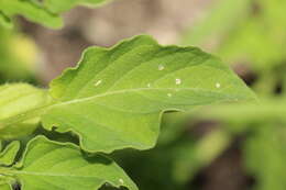 Image of Physalis ampla Waterf.