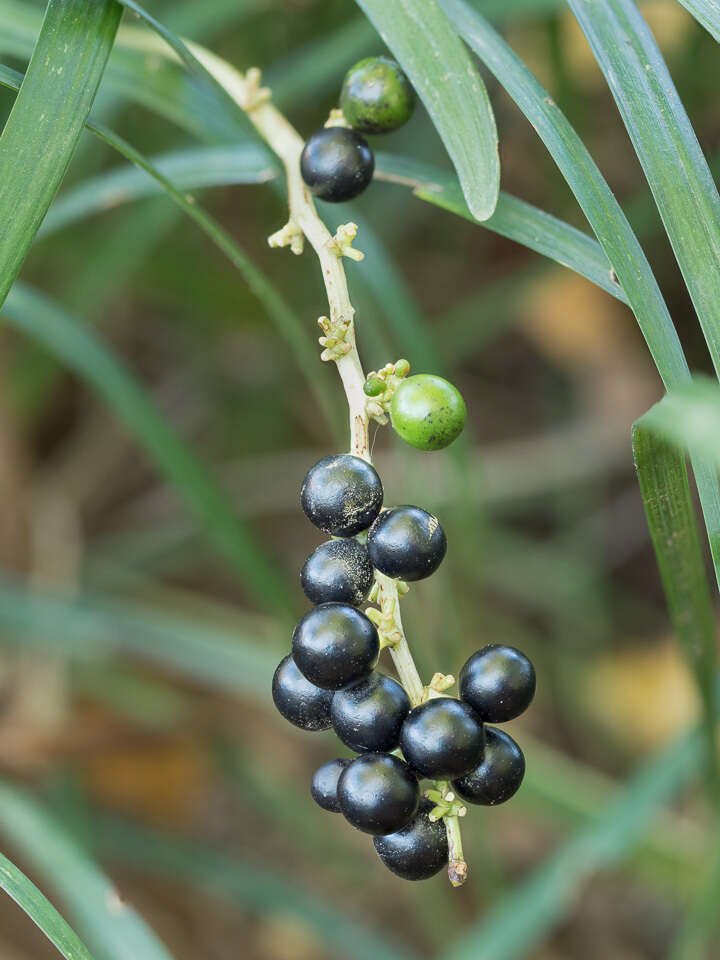 Image of creeping liriope