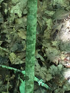 Image of Ear-Leaf Umbrella Tree