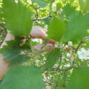 Imagem de Crataegus flabellata Bosc ex M. Roem.