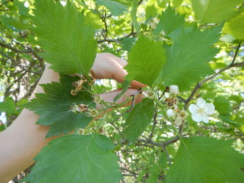 Image of fanleaf hawthorn