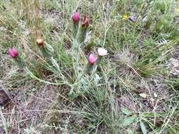 Imagem de Noticastrum gnaphalioides (Baker) Cuatrec.