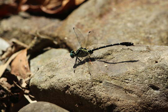 Image of Heliogomphus retroflexus (Ris 1912)