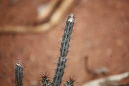 Imagem de Euphorbia louwii L. C. Leach