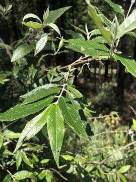 Imagem de Buddleja auriculata Benth.