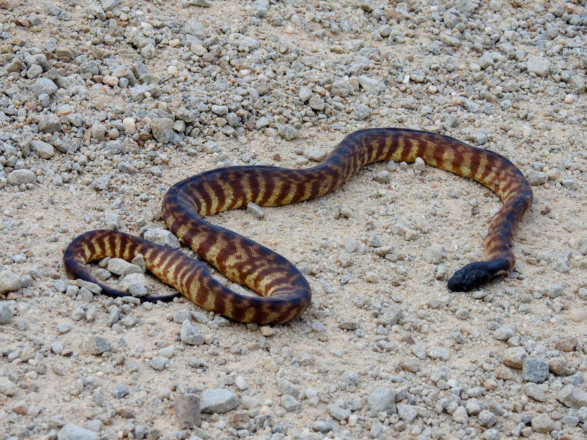 Image of Black-headed Python