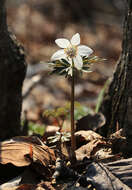 Image of Eranthis stellata Maxim.