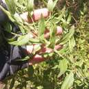 Oenothera anomala Curt. resmi