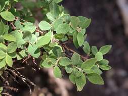 Image of Parish's snowberry