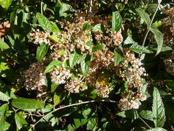 Image of Weeping sage